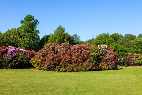 Arbustes Rhododendron colorés dans un jardin ensoleillé luxuriant ciel bleu — Photo