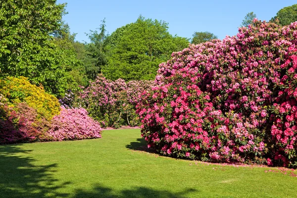 美丽的夏天花园里的杜鹃花及杜鹃灌木 — 图库照片
