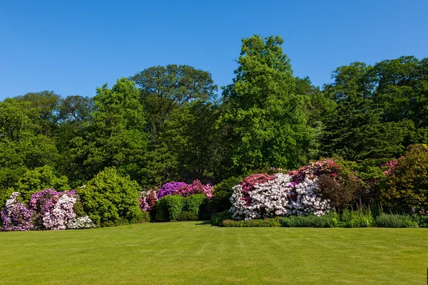 Rhododendron azalka keře a stromy v krásné letní zahrada — Stock fotografie