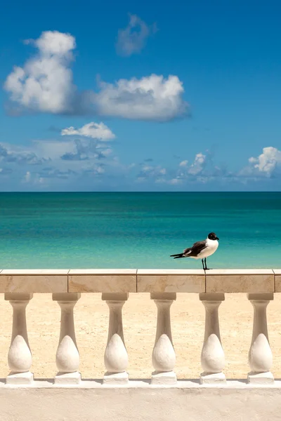 Солнечный берег с чайкой, сидящей на заборе — стоковое фото