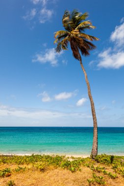 tropik sahilde okyanus ve mavi gökyüzü palmiye ağacı