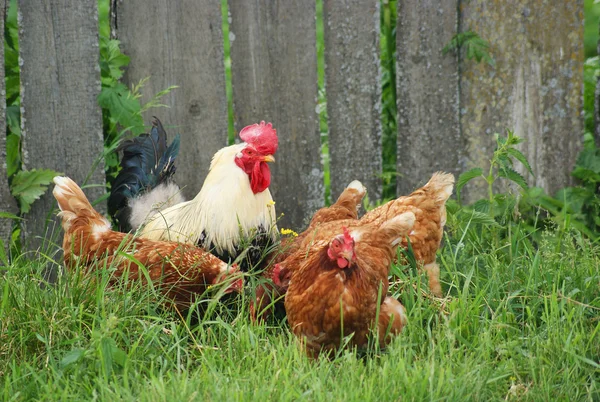 Găini și cocoș — Fotografie, imagine de stoc