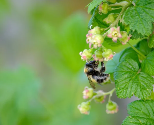 stock image Bee and flowers