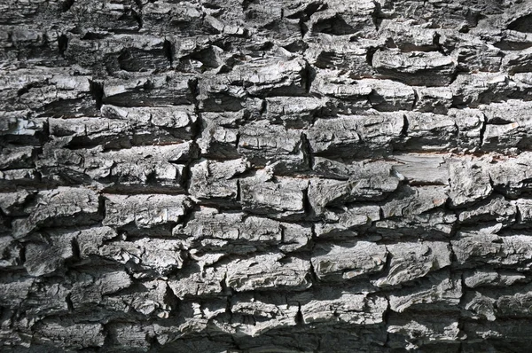 The texture of tree bark. — Stock Photo, Image