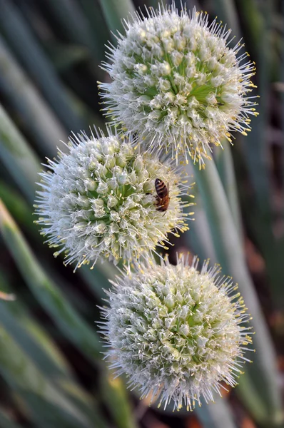 Stock image Flowering onions.