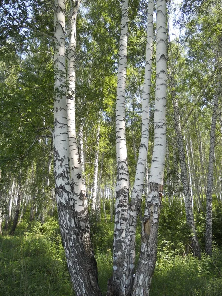 Russian birch. — Stock Photo, Image
