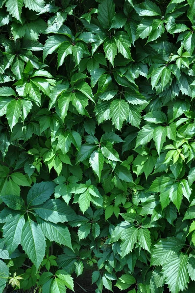 Die grünen Blätter. — Stockfoto