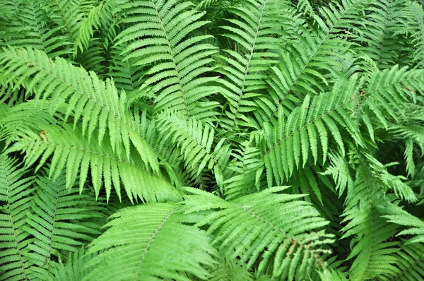 Bush fern. — Stock Photo, Image