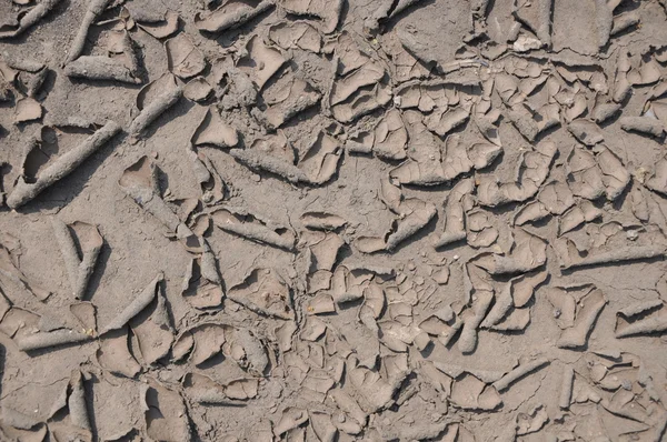 Surface de terre sèche fissurée . — Photo
