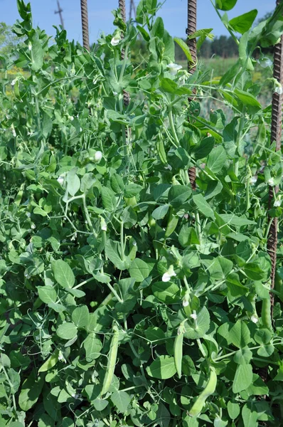 Plant peas. — Stock Photo, Image