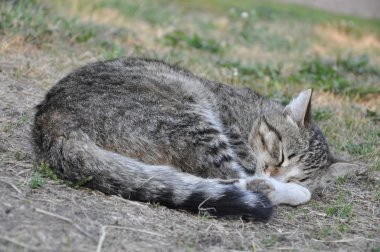 uyku Gri kedi.