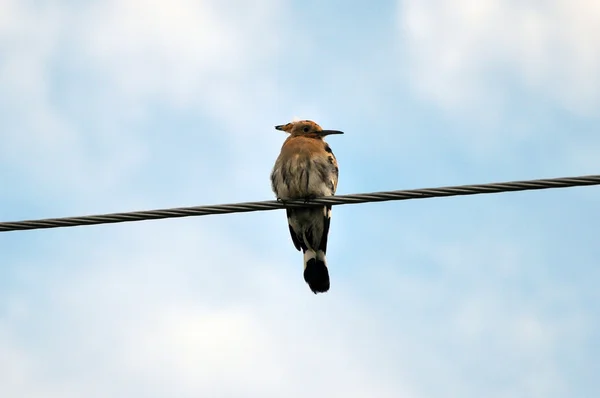 Hoopoe on the wire. — Stock Photo, Image
