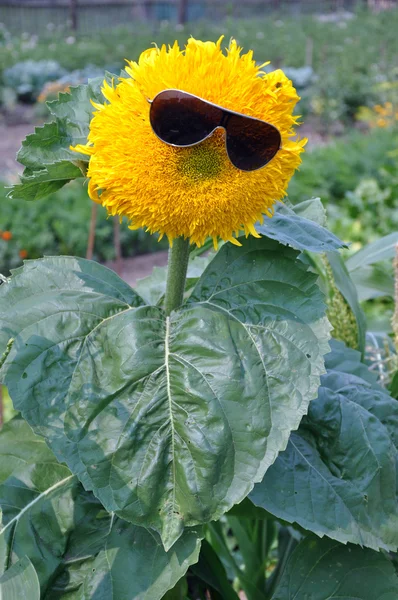 Portrait of a sunflower in glasses. — Stock Photo, Image