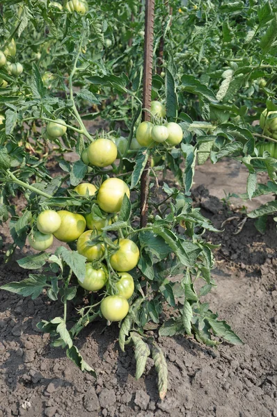O tomate de arbusto . — Fotografia de Stock