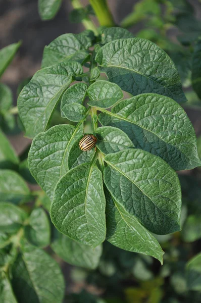 Colorado potato beetle on potato leaves. — Stock Photo, Image