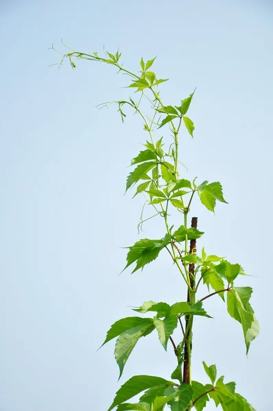 La pianta raggiunge il cielo . — Foto Stock