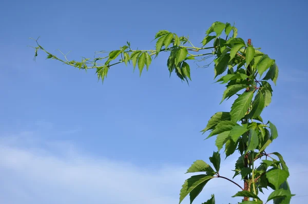 Planten strekker seg mot himmelen. . – stockfoto