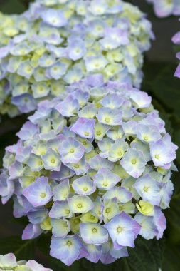 Blue hydrangea in flower clipart