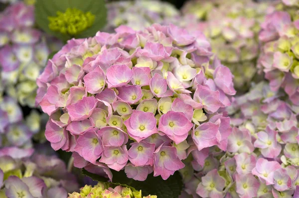 Pink hydrangea flowers — Stock Photo, Image
