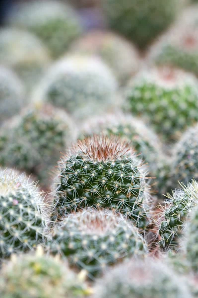Cactus — Fotografie, imagine de stoc