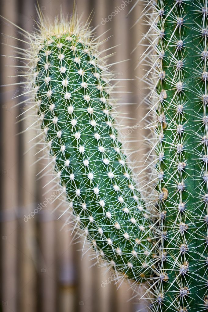 Why Are Cactuses Spiky?