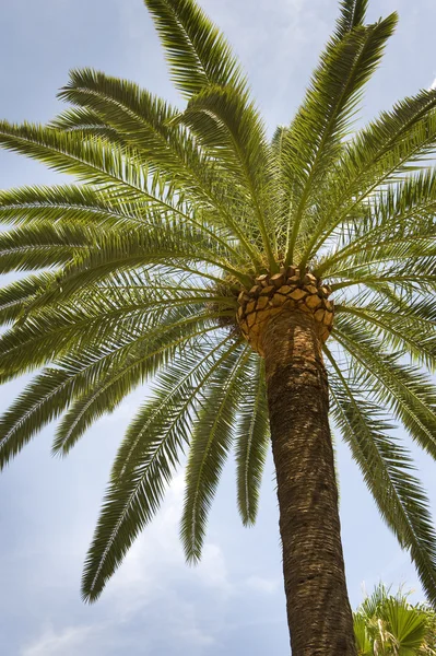 stock image Palm tree