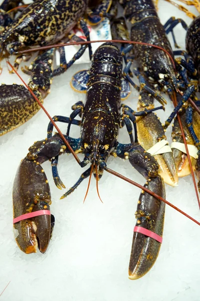 Lobster for sale — Stock Photo, Image