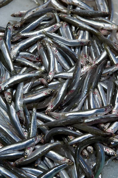 Sardines — Stock Photo, Image