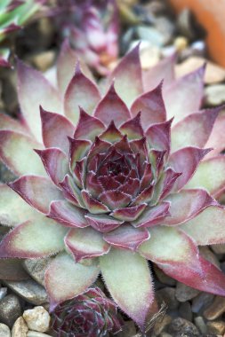 Sempervivum florette