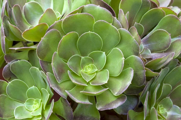 Aeonium florette — Fotografie, imagine de stoc