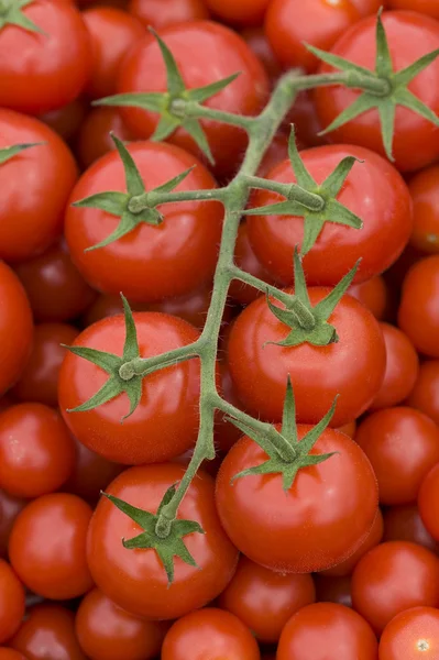 Tomate na videira — Fotografia de Stock