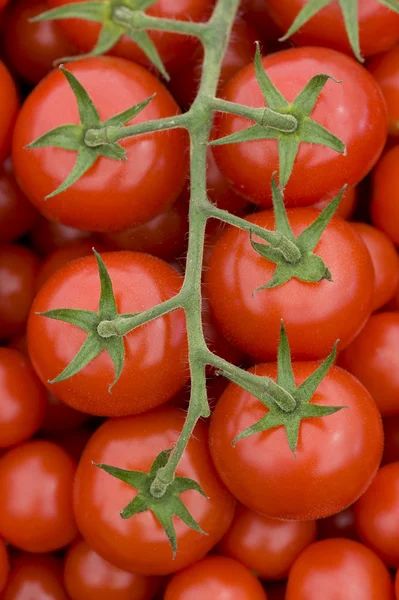 Tomate na videira — Fotografia de Stock