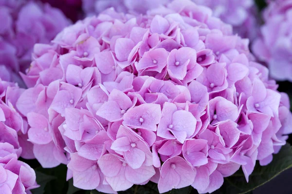 Pink hydrangea — Stock Photo, Image