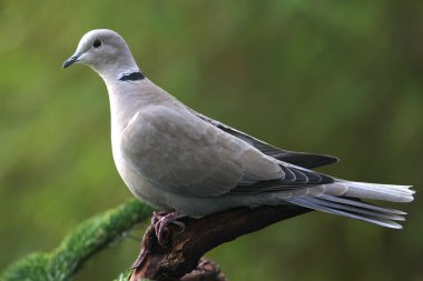 Yakalı güvercin (Streptopelia decaocto)