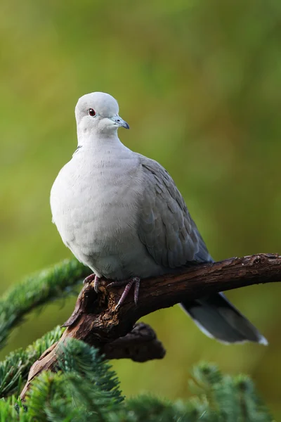 Collared pigeon(Streptopelia decaocto) — Stock Photo, Image