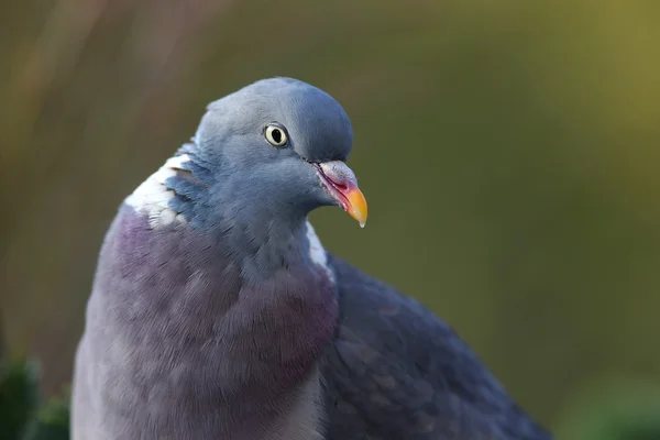 Pigeon des bois (Columba Palumbus ) — Photo