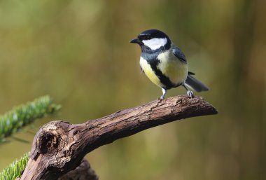 büyük baştankara (parus büyük)