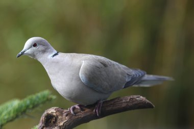 Yakalı güvercin (Streptopelia decaocto)