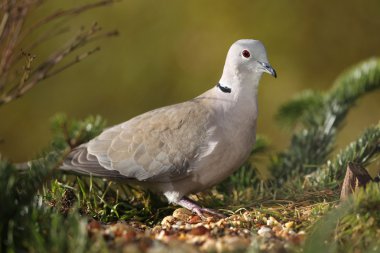 Yakalı güvercin (Streptopelia decaocto)