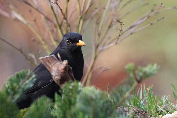 黒鳥（トゥルドゥス・メルラ）) — ストック写真