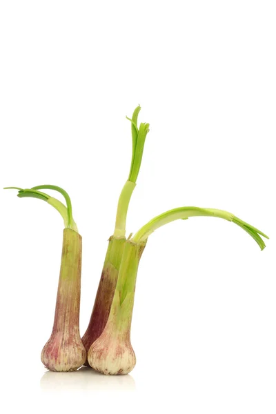 Freshly cut garlic bulbs — Stock Photo, Image