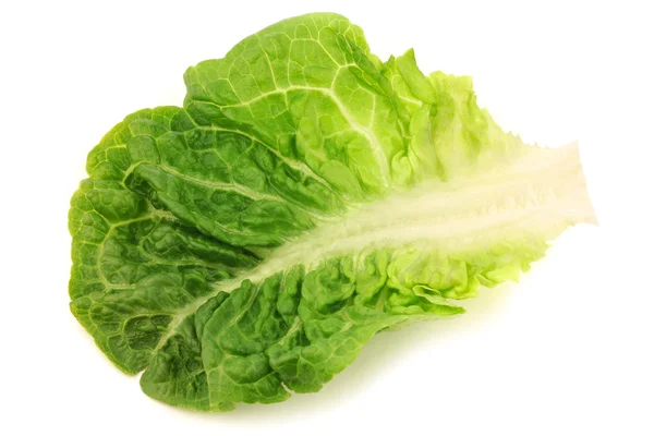Свежесобранный листок салата — стоковое фото