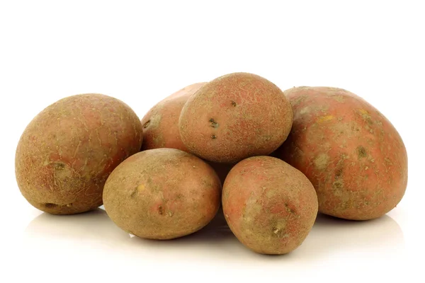 Frisch geerntete holländische Kartoffeln namens "bildtstar"" — Stockfoto
