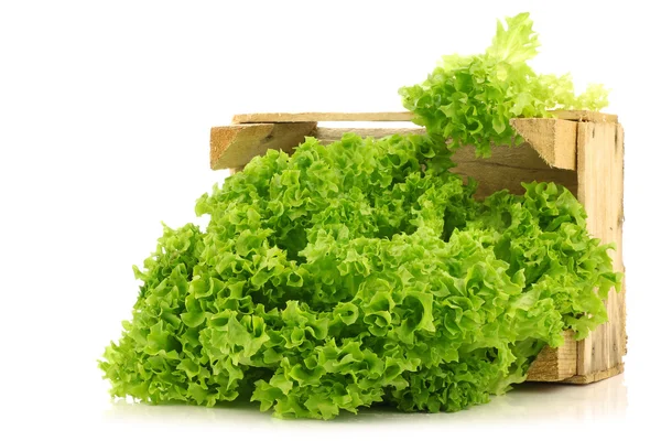 Vastakorjattu Lollo Bionda salaatti puulaatikossa — kuvapankkivalokuva