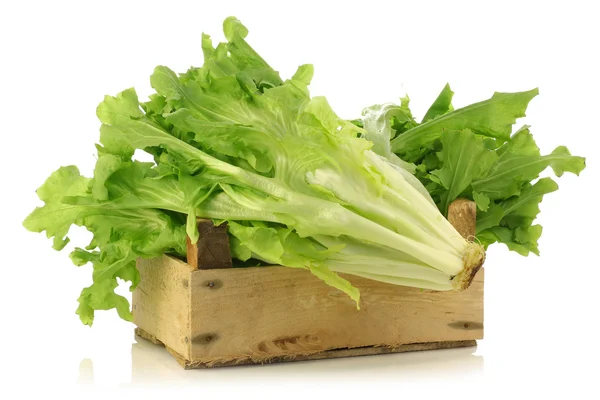 Freshly harvested endive in a wooden box — Stock Photo, Image
