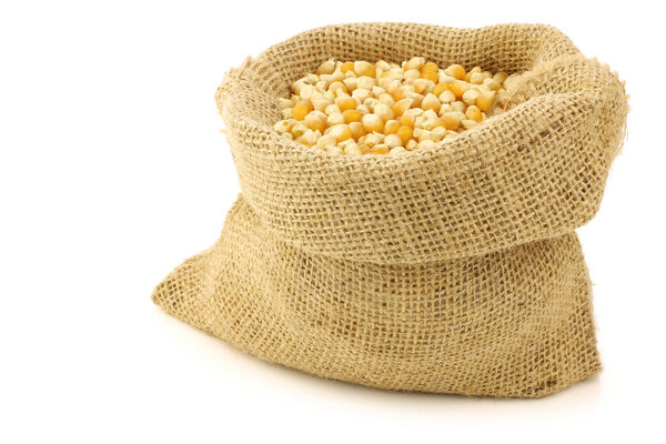 Yellow corn grain in a burlap bag