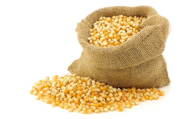 Yellow corn grain in a burlap bag