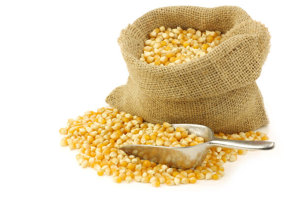 Yellow corn grain in a burlap bag with an aluminum scoop