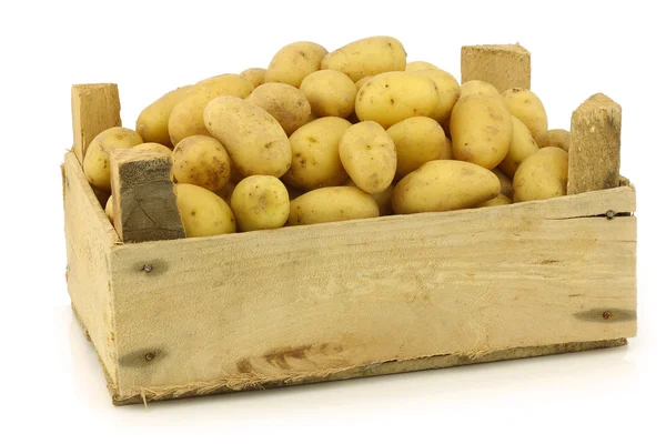 新鲜收获荷兰种子土豆 — 图库照片