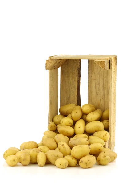 Freshly harvested dutch seed potatoes — Stock Photo, Image